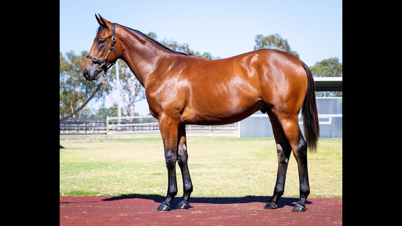 LOT 10 Iamhere x Playing God Colt - Magic Millions Perth Yearling Sale 2026