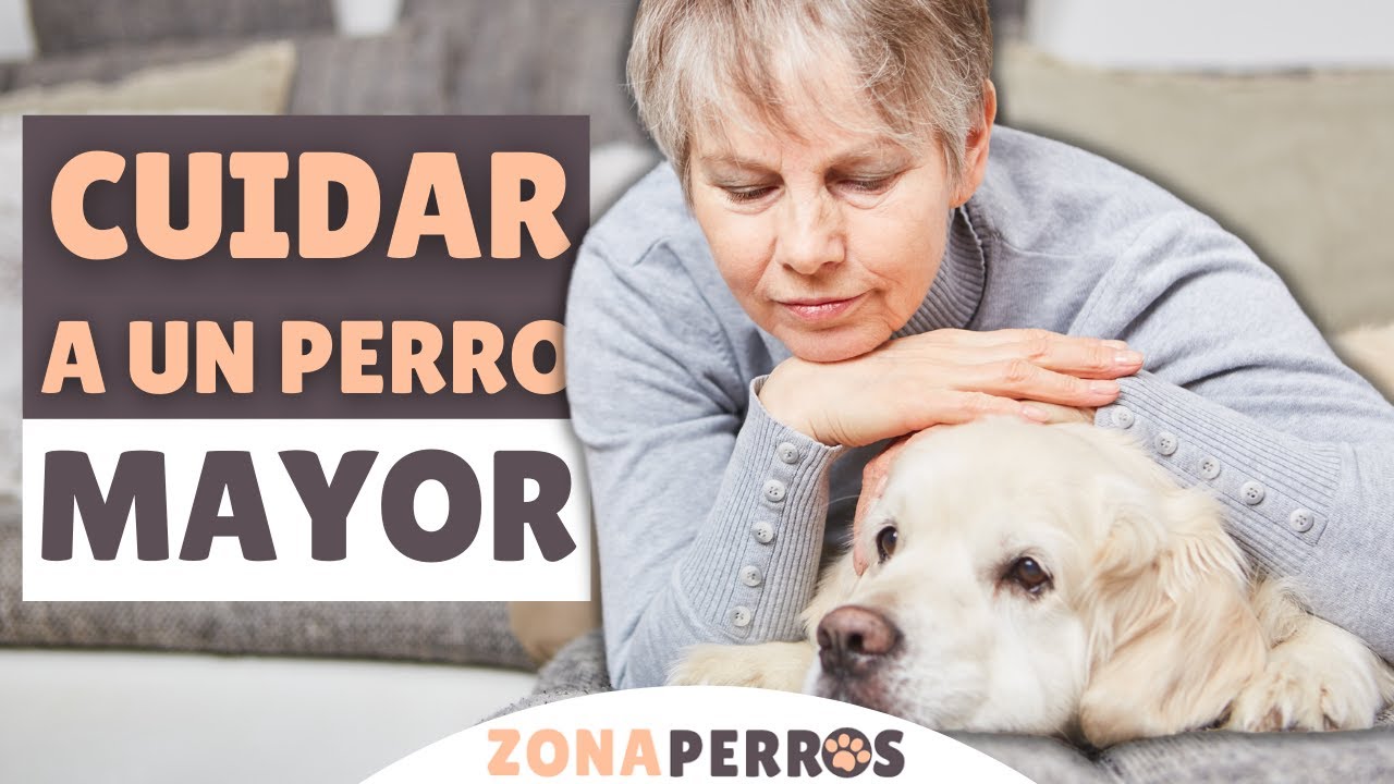 9 consejos para CUIDAR a un PERRO MAYOR
