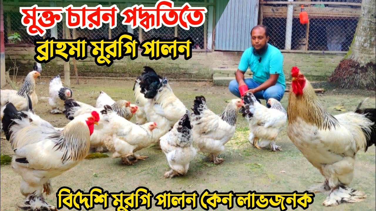 মুক্ত চারন পদ্ধতিতে বিদেশি মুরগি পালন || ব্রাহমা মুরগি পালন পদ্ধতি || Nur Bhai