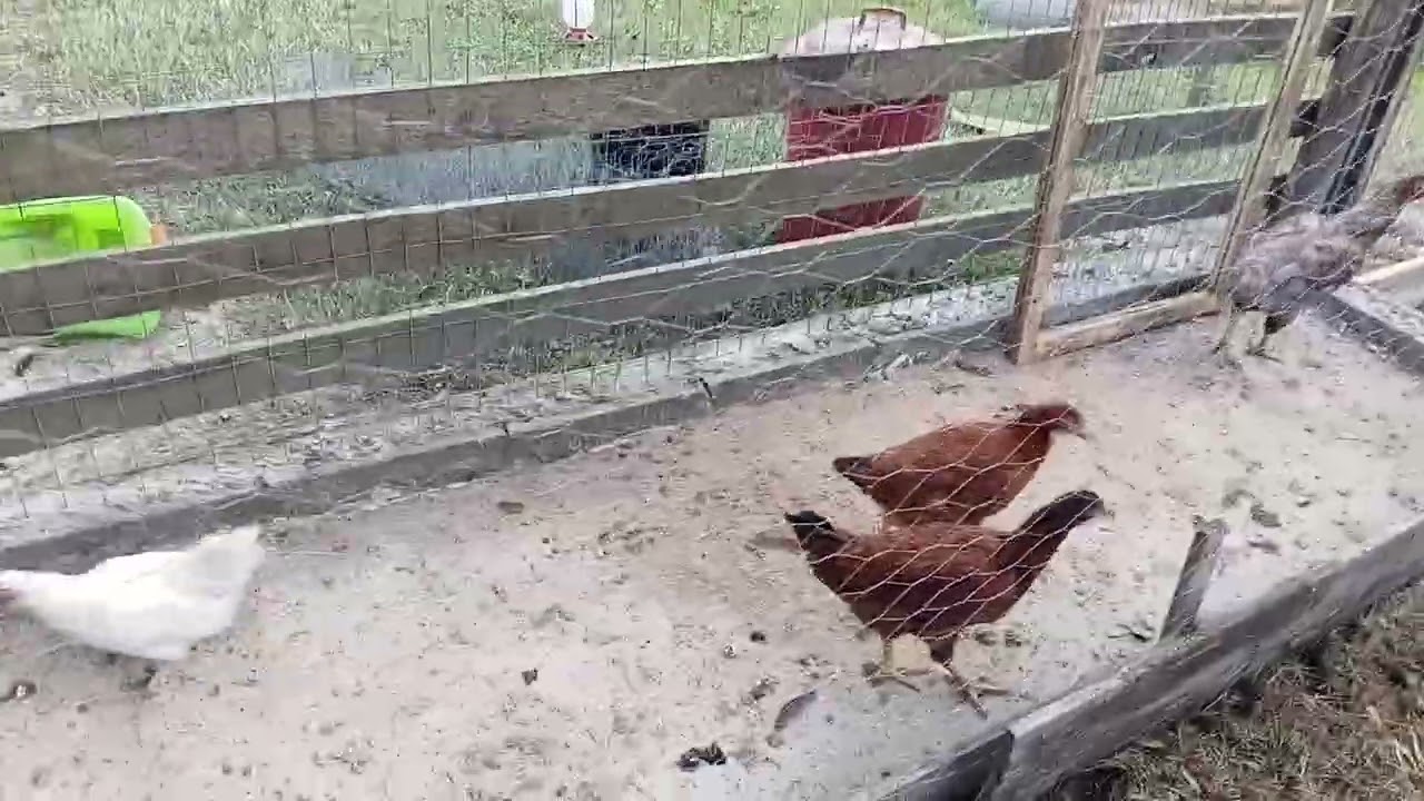 Dia de cuida da orta e das galinhas no sitio