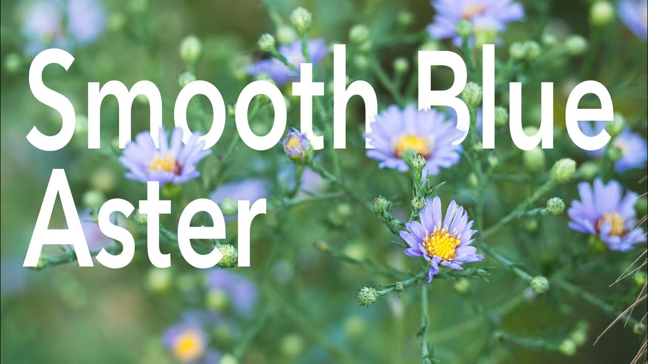 Aster, Smooth Blue