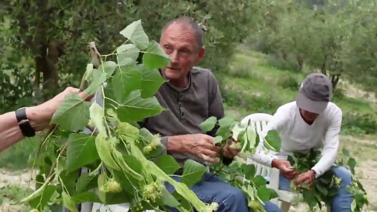 La cueillette du tilleul à Buis Les Baronnies