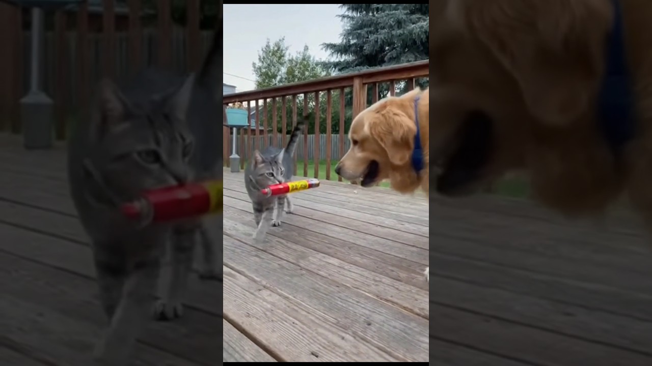 Cat and Dog Funny Video😂🤣 