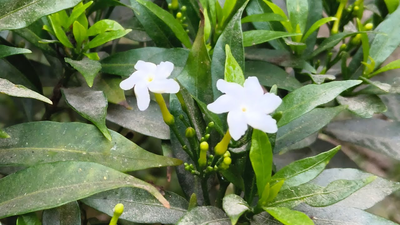 আসসালামু আলাইকুম গুডমর্নিং সবাই কে