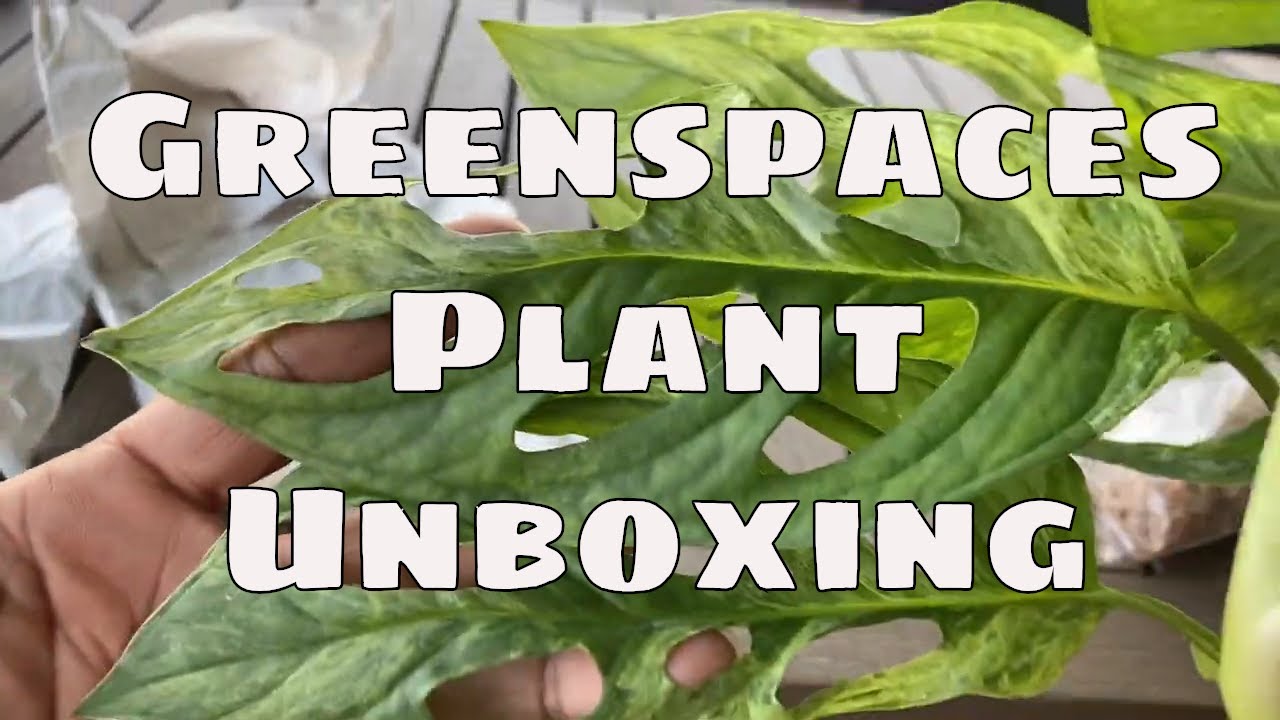 Greenspaces Plant Mail Import Unboxing Anthurium Monstera Syngonium Aroids Plant Haul