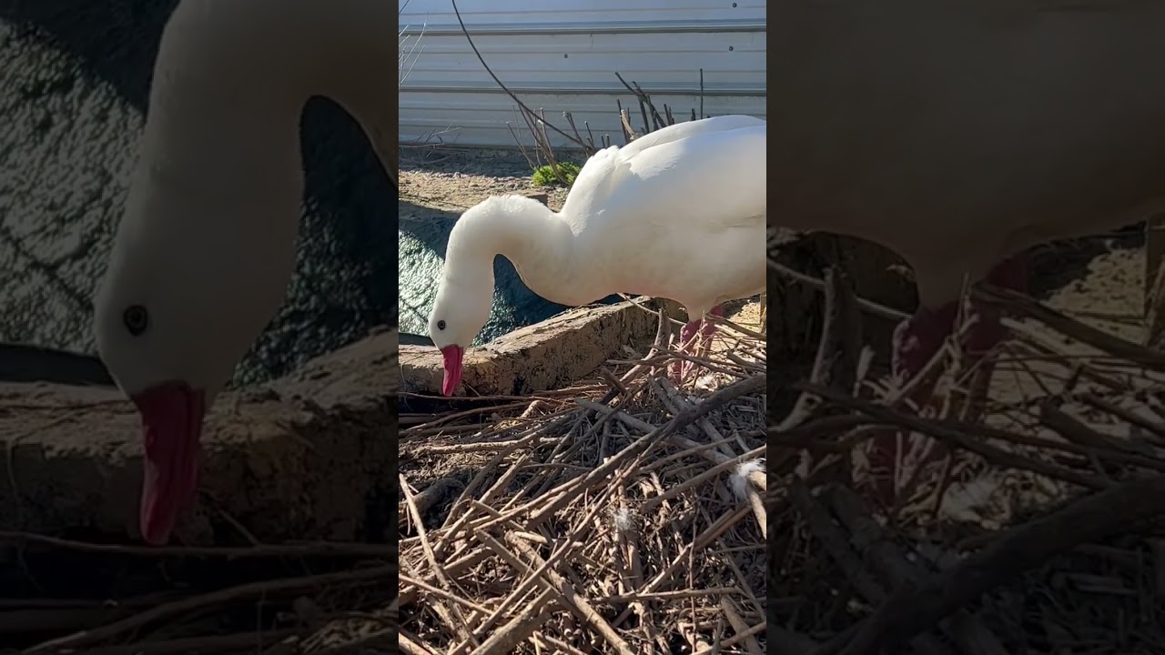 Coscoroba swan