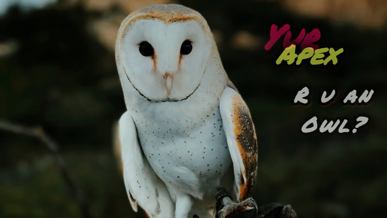 YURAPEX: OWL (The silent watcher) 