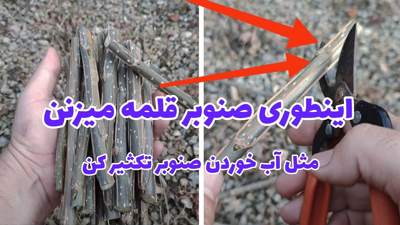 نحوه قلمه زدن درخت صنوبر / به راحتی آب خوردن صنوبر قلمه بزن و تکثیر کن
