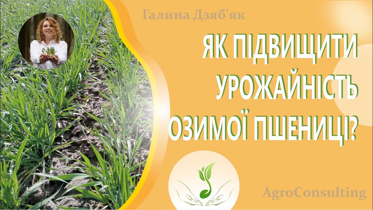 Як підвищити урожайність озимої пшениці? Вплив на довжину колоса та кількість колосків в колосі