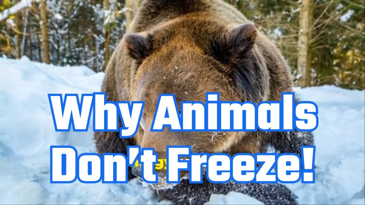 Can You Survive EXTREME Cold Like These Amazing Animals?