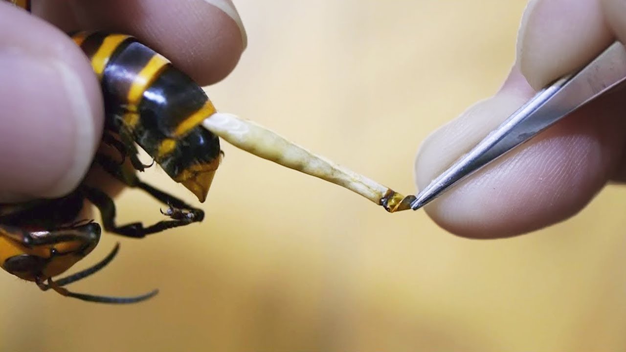 Why Do Bees Die After Stinging?
