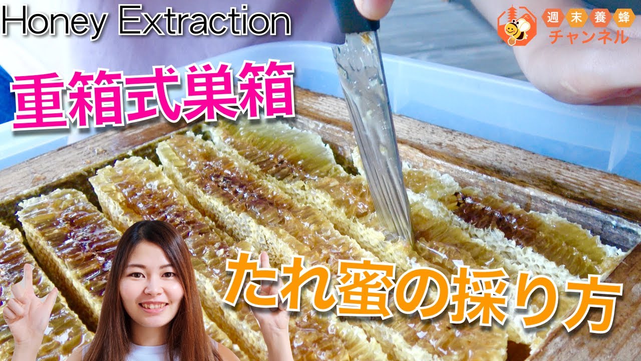 たれ蜜の採り方【ニホンミツバチの重箱式巣箱からハチミツを採る】