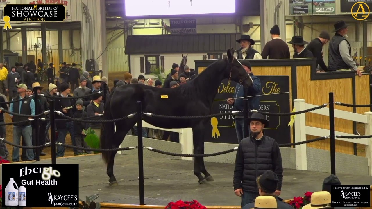 2025 National Breeders Showcase Auction - Day 2 | AuctionPro