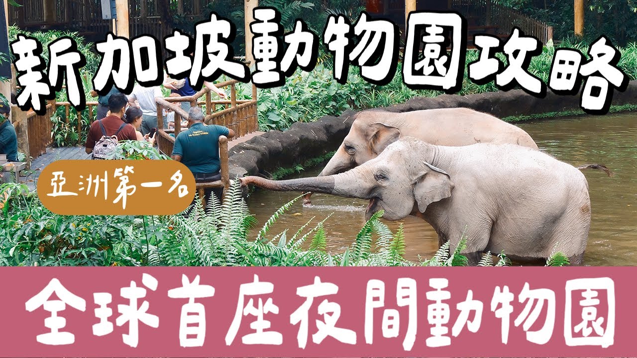 新加坡自由行EP2🇸🇬亞洲第一的新加坡動物園＋全球首座新加坡夜間動物園攻略、交通❗️(新加坡旅遊/新加坡旅行/新加坡美食/新加坡景點/Singapore Zoo/Night Safari)2A夫妻