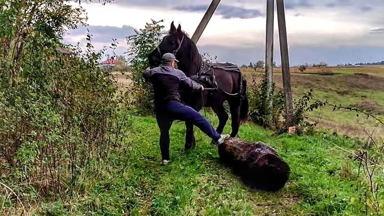 🐎ЛЕГЕНДА 1,8 Р, ПЕРШИЙ РАЗ ЗАПРЯГЛИ/PERCHERON HORSES 🔥