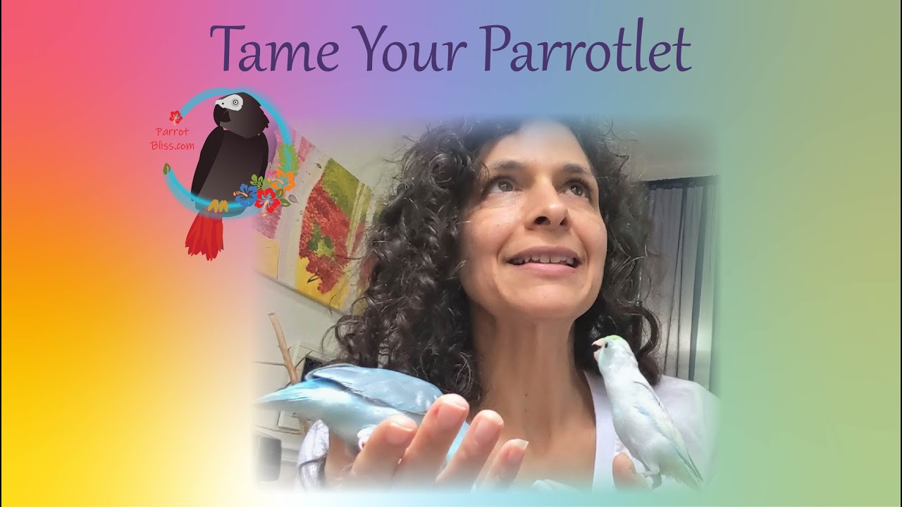 How To Tame A #Parrotlet #Parrot_Bliss