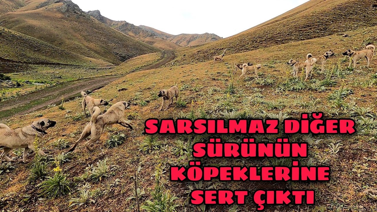 SONUNDA BEKLEDİĞİMİZ YAĞMUR YAĞDI--GECE BOYUNCA YAĞMUR YAĞDI--SÜRÜ KÖPEKLERİ ARASINDA KAVGA(41)