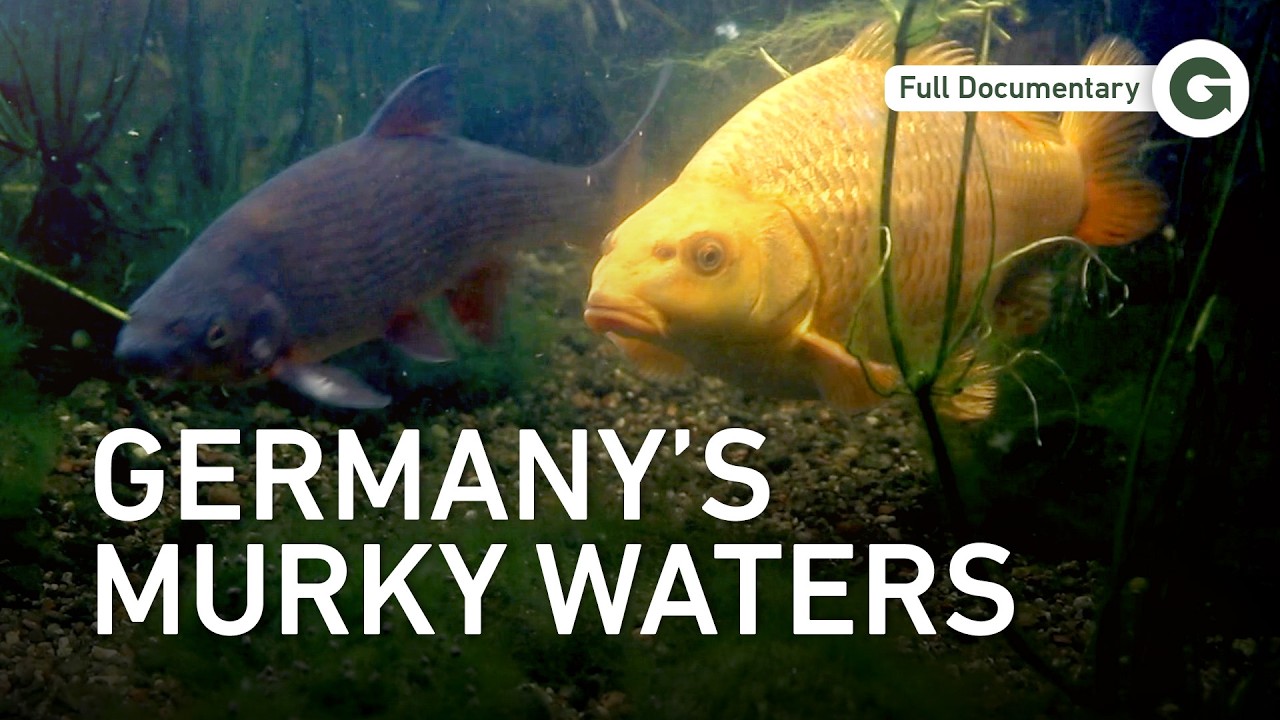 The Underwater Wilderness: Germany’s Hidden Aquatic Creatures | Full Documentary