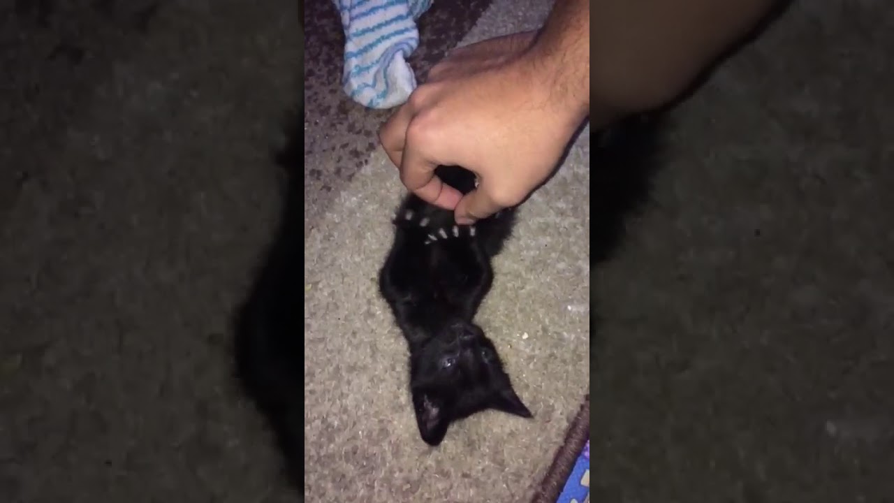 Gatito negro jugando - video de gatos