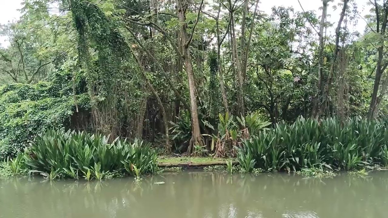 Mengunjungi Kebun Raya Bogor Menyaksikan Berbagai Tanaman Yang Menarik Dan Pohon Yang Berusia Tua