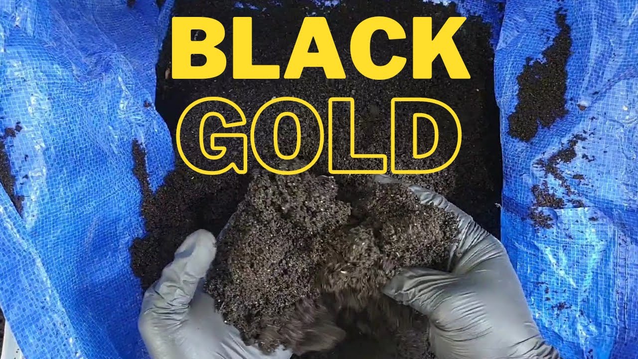 How To Sift Worm Castings From African Night Crawlers