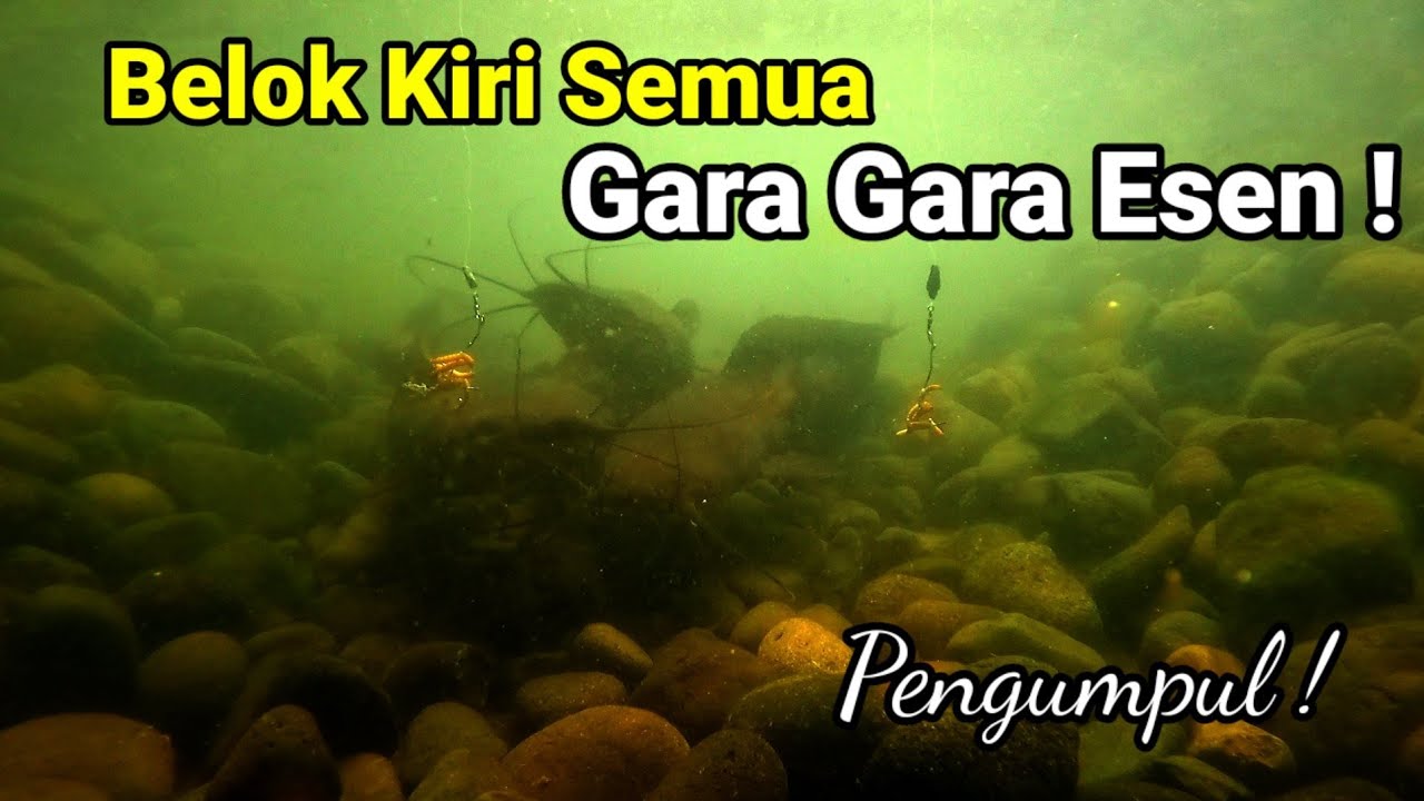 Mancing Lele Wajib Coba Essen ini ! Ulat Esen Nangka Vs Ulat Murni