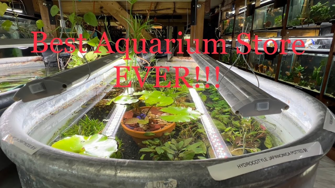 Aquarium Store Tour - BADFISH