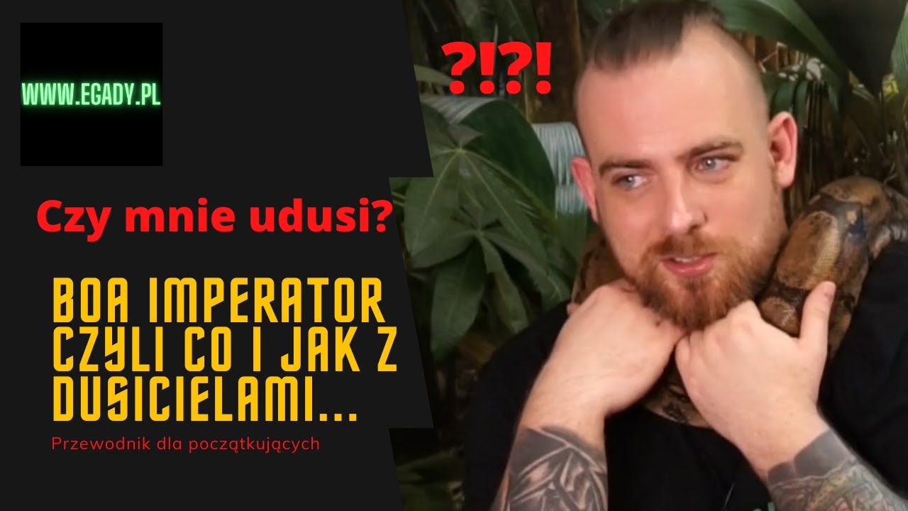 Czy boa może udusić człowieka? Co je boa? Jak duże rosą boa? Podstawy hodowli boa dusiciela. EGADY