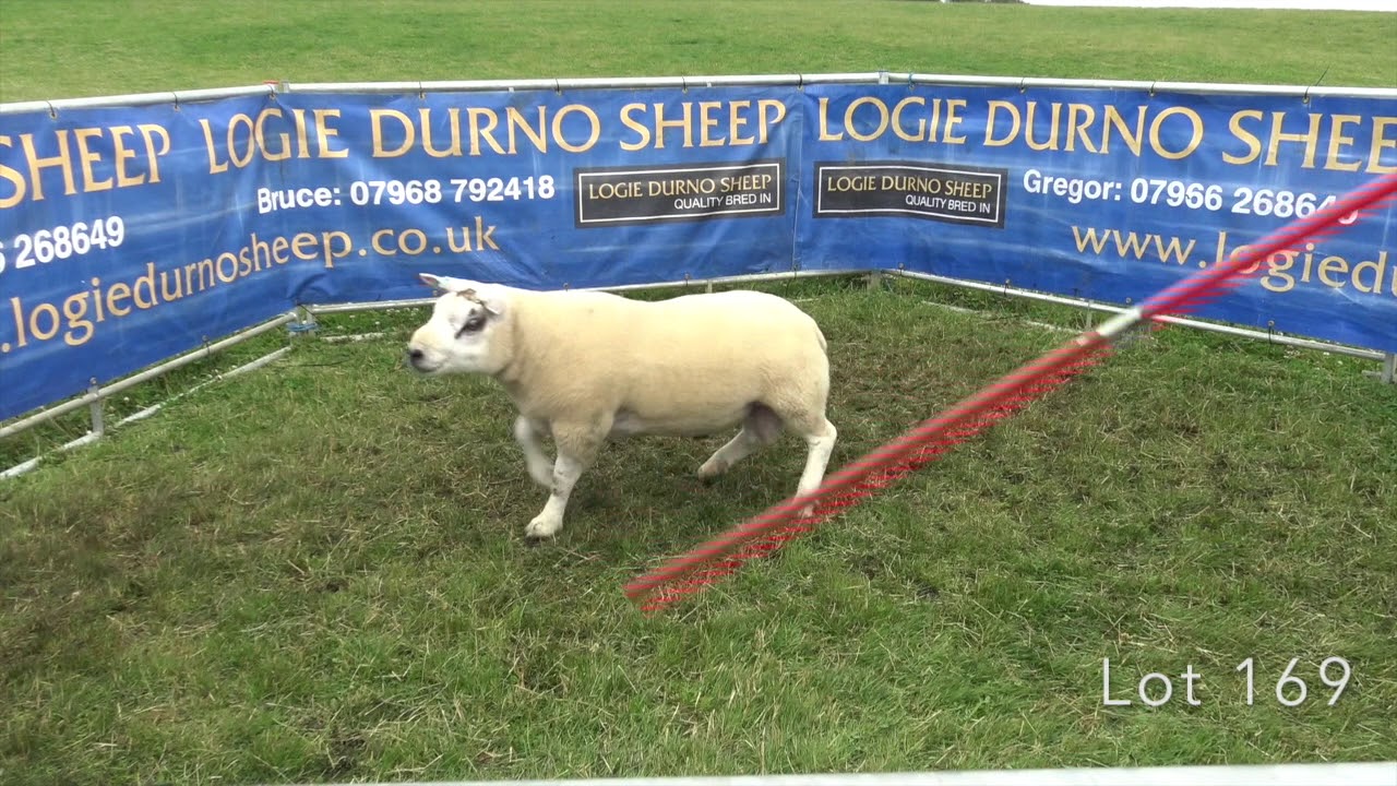 Lots 163-177 Durno Beltex Shearling Rams (2019)