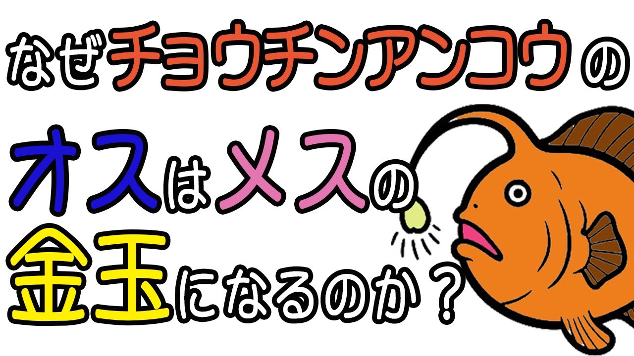 【閲覧注意】チョウチンアンコウのオス、メスと融合して「ただの金玉」になる一生が悲惨すぎるｗｗｗ【小学生でもわかる生物】 #小学生でもわかる #ざっくり解説