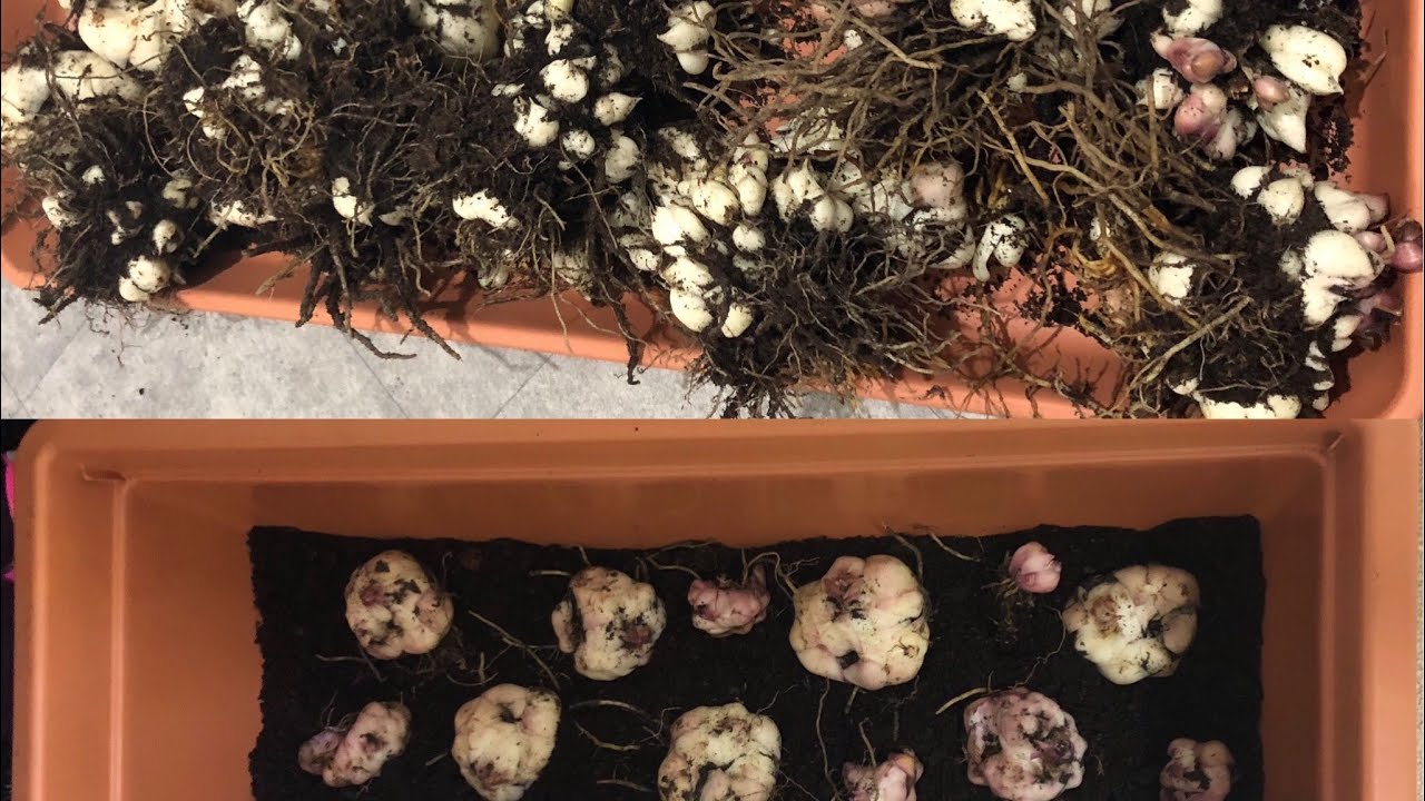 HOW TO DIVIDE ASIATIC LILY BULBS / DIVIDING AND PLANTING ASIATIC LILY BULBS