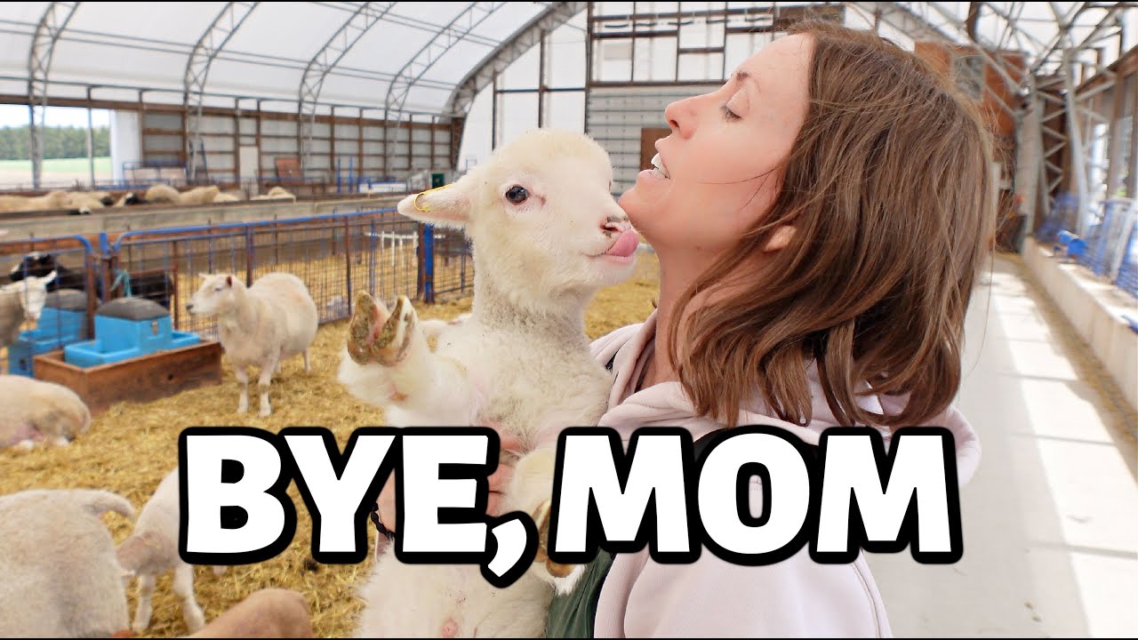 It's time to let them grow...  without me. ~ Mother's Day launch & weaning our rescue lambs OFF ME!!