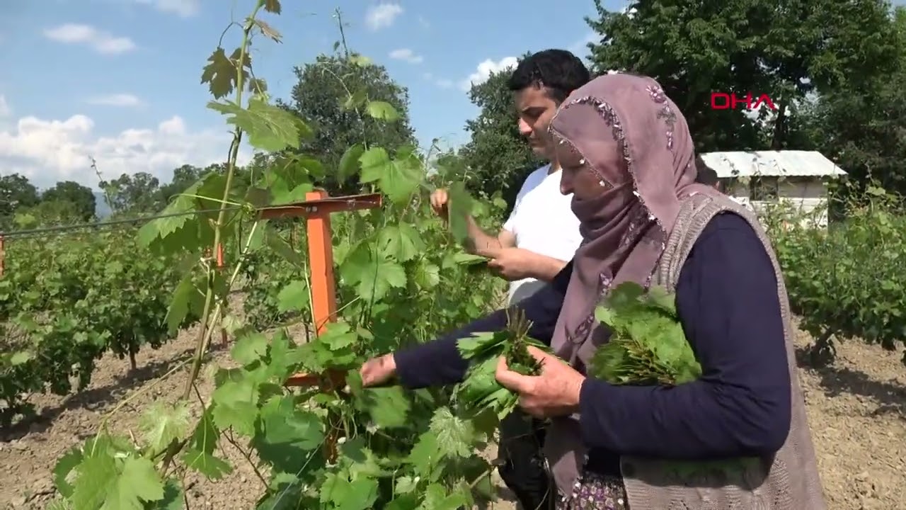 Tokat’ın bağ yaprağında hasat başladı