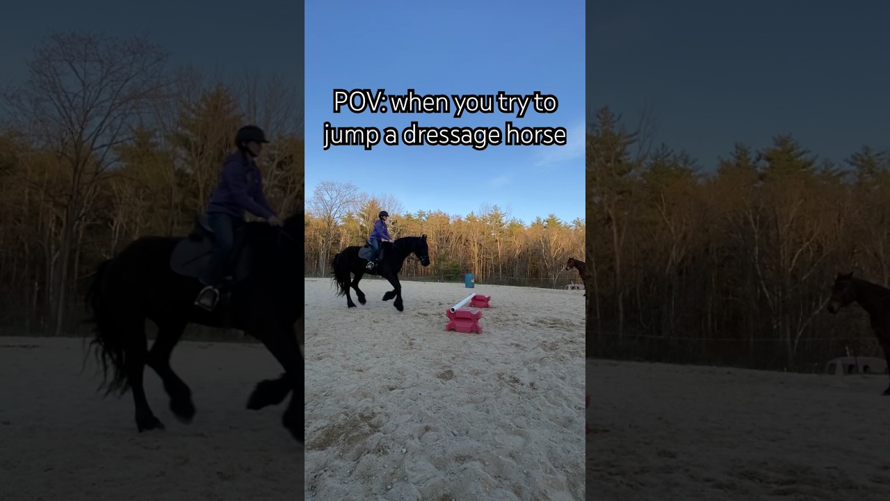 POV: when you try to jump a dressage horse #equestrian #Friesian ￼