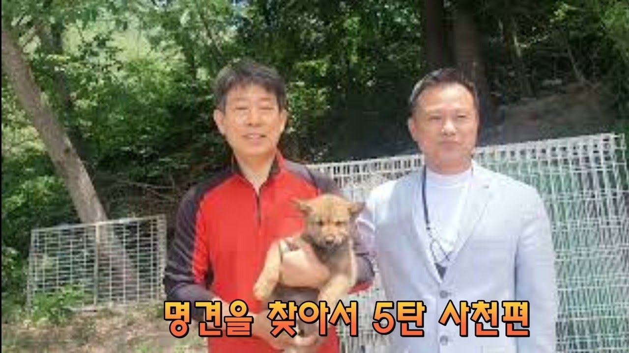 명견을 찾아서5탄 사천#jindodog #반려견 #반려동물 #백구 #황구 #진돗개