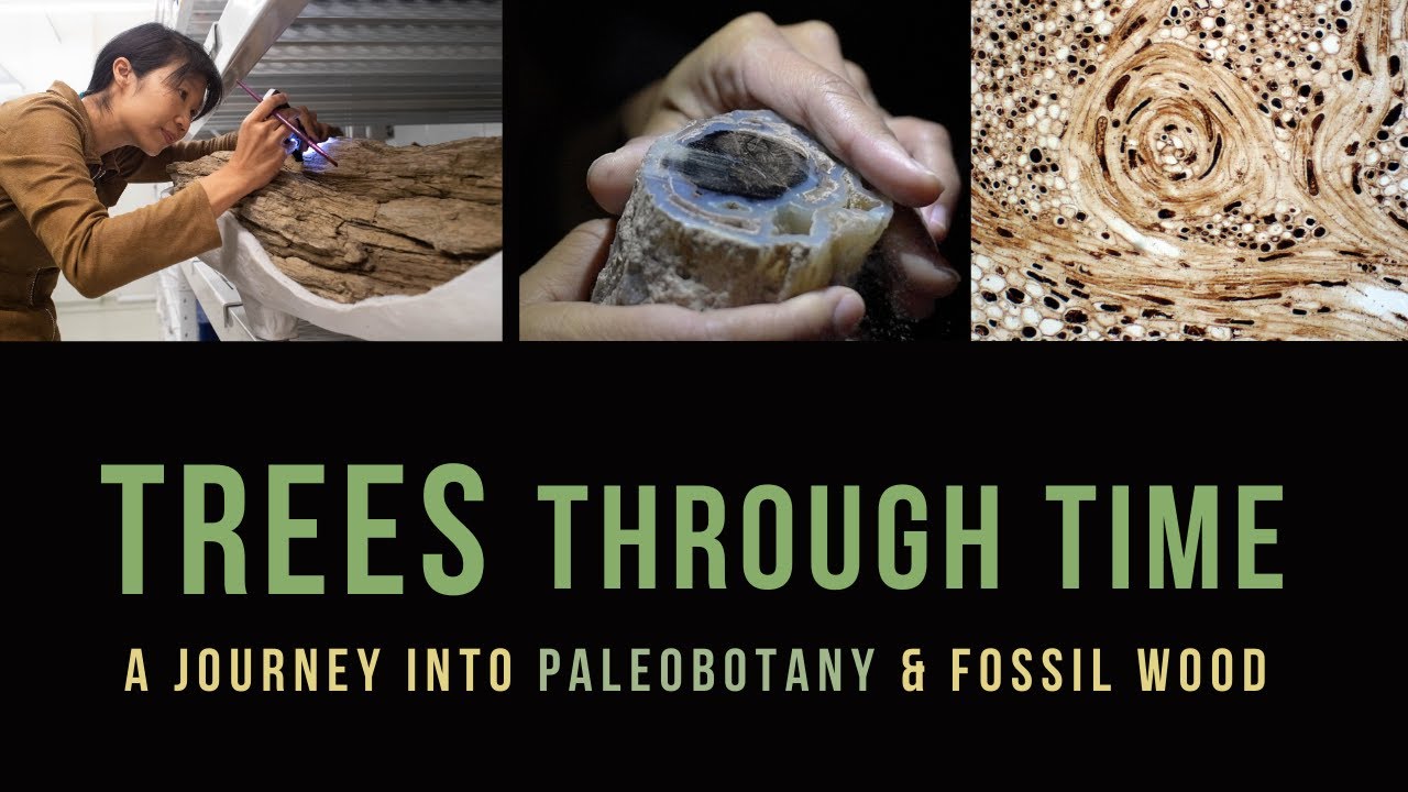 Trees Through Time: A Journey Into Paleobotany and Fossil Wood