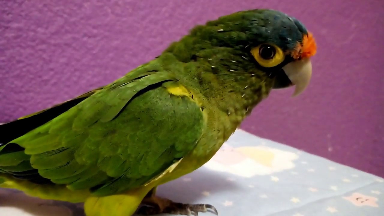 Perico Frente Naranja o Atolero Hembra
