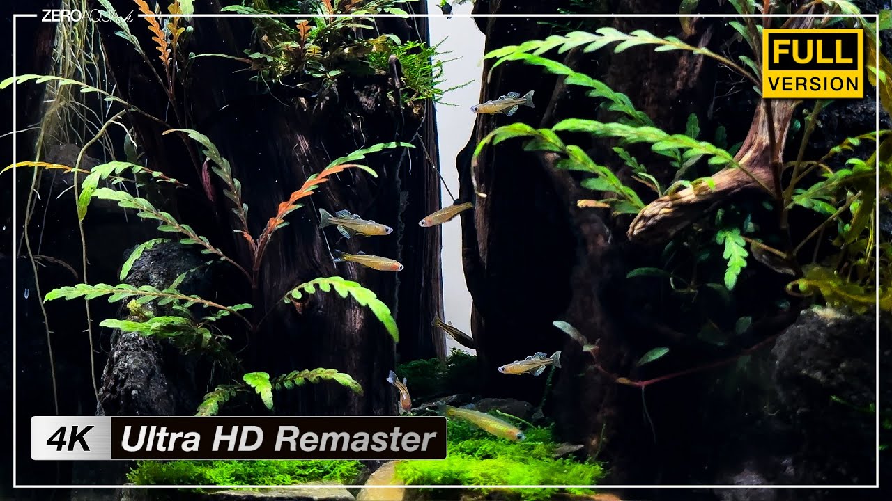 【森の小道】 立ち上げから完成まで - 4K Ultra HD Remaster Edition -　/アクアリウム/aquarium/60cm/vlog/