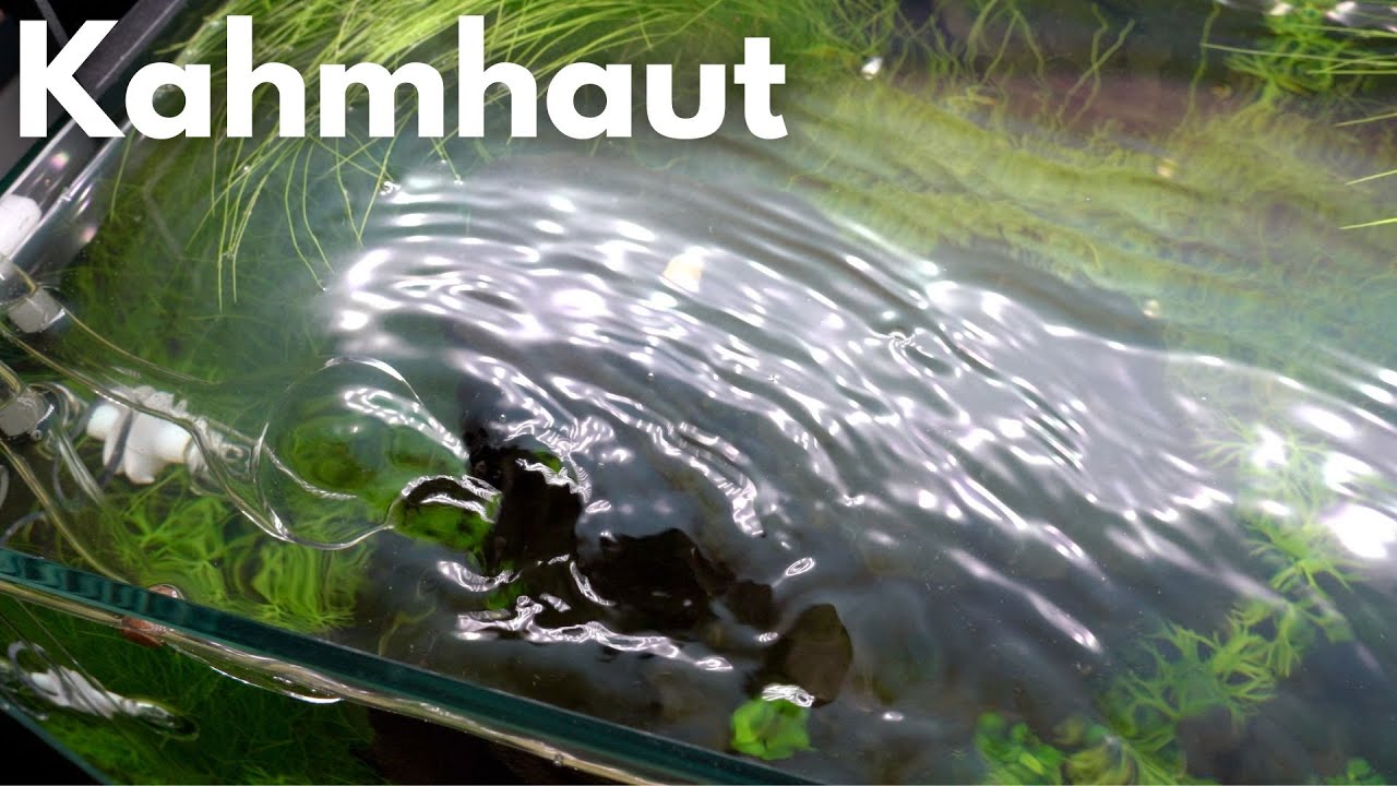 Kahmhaut im Aquarium entfernen!