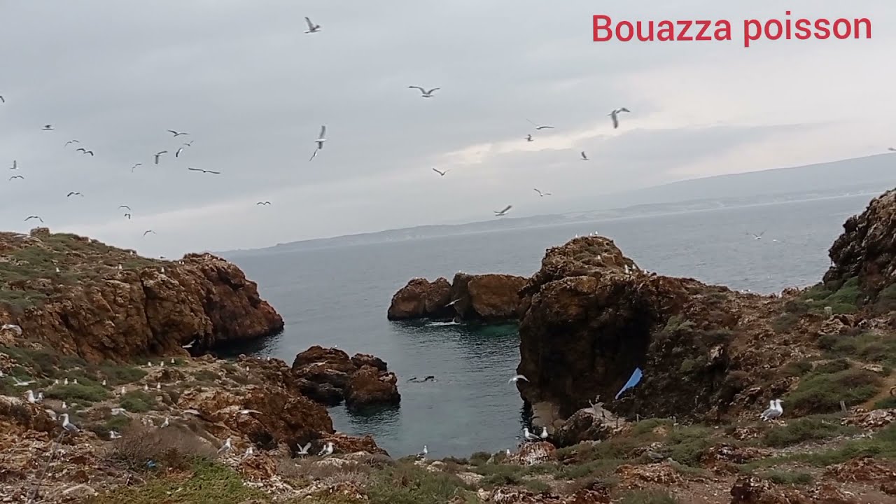 île Paloma Oran جزيرة بالوما وهران