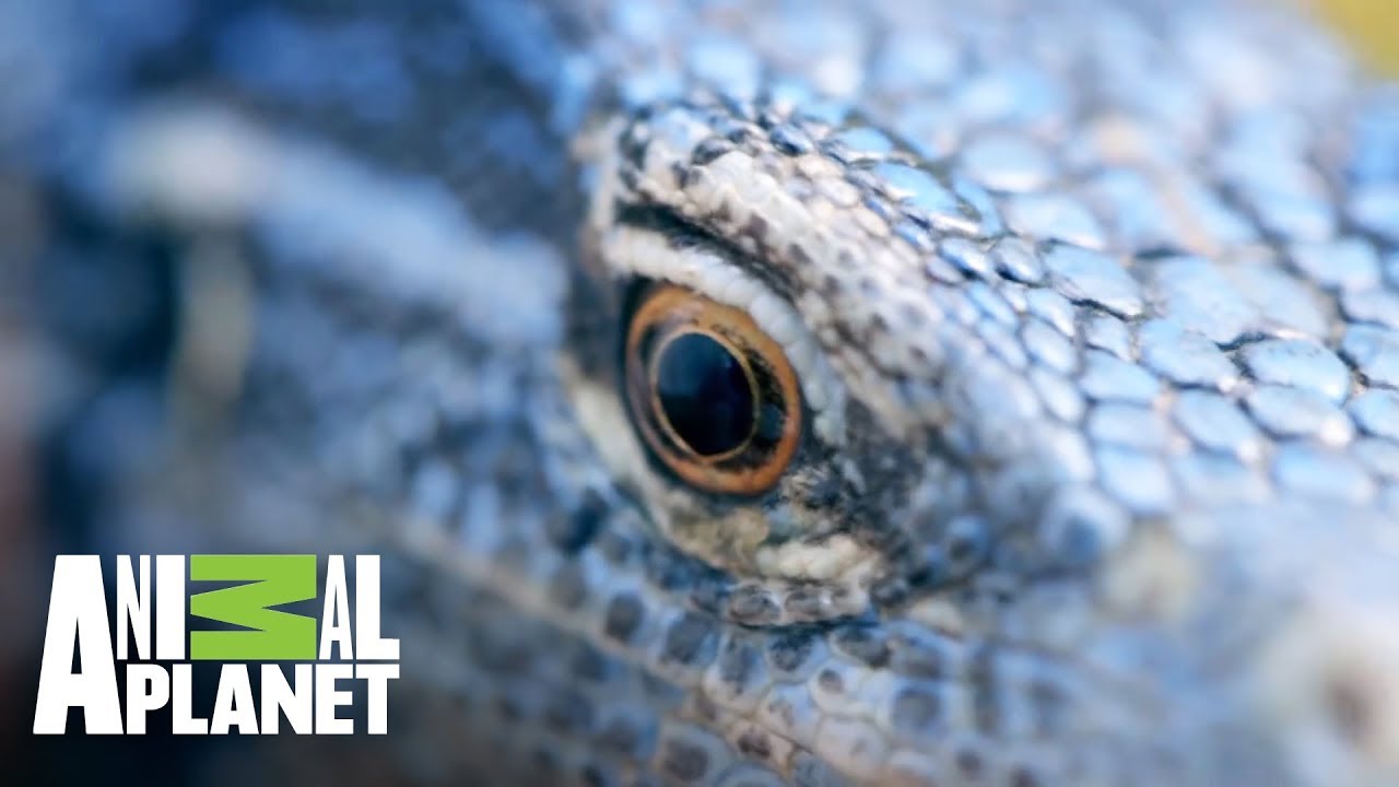Frank y los dragones de Asia | Wild Frank: En busca del dragón | Animal Planet