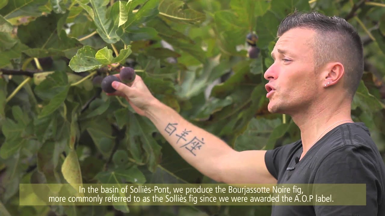 Au coeur des vergers de Figue / Inside fig's orchards