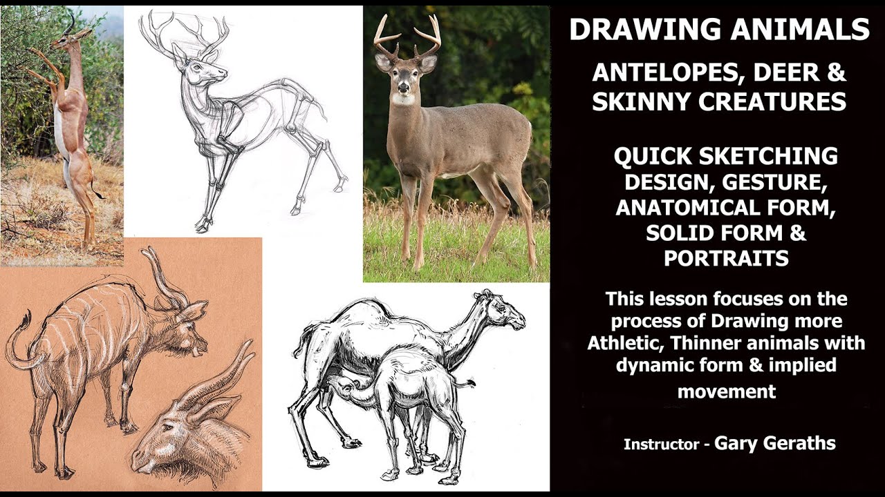 DRAWING ANIMALS - ANTELOPE, DEER & GRAZING CREATURES - GESTURE, DYNAMIC FORM, QUICK SKETCH - Geraths