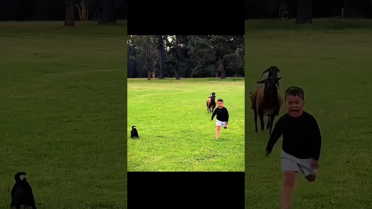 Dog Protection Vs  Cats protection 💀