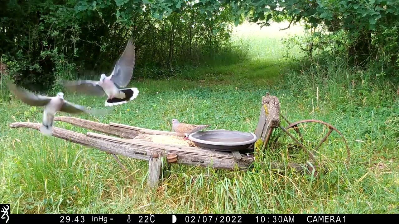 Faune sauvage du Verger, Bouresse, mai-juin 2022