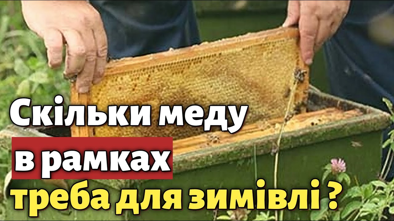 Скільки меду треба бджолам для зимівлі на вулиці?