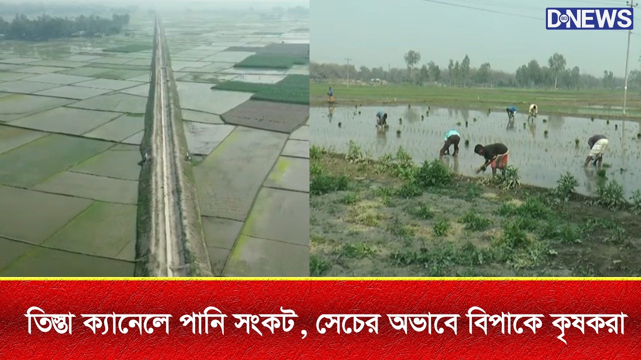 তিস্তা ক্যানেলে পানি সংকট, সেচের অভাবে বিপাকে কৃষকরা । ।