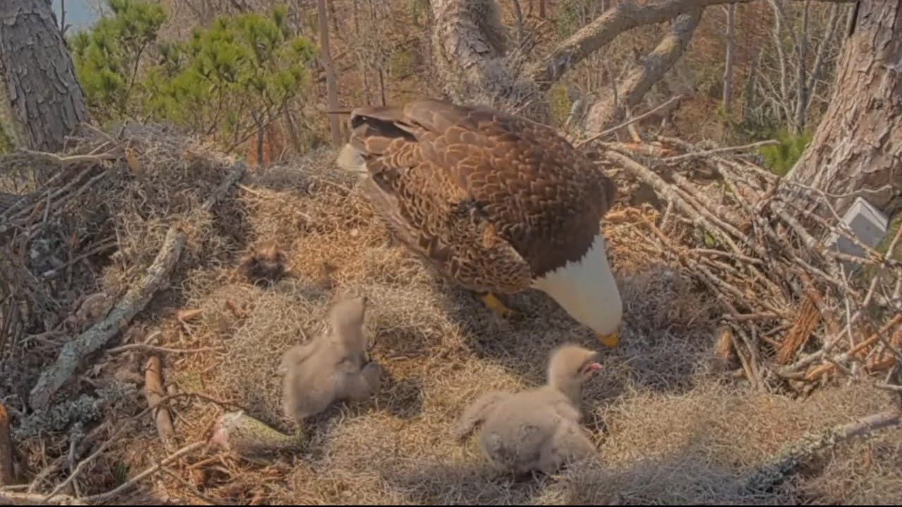 Andria III feeding lunch to both eaglets | Kisatchie National Forest E-3 | Feb 9, 2026