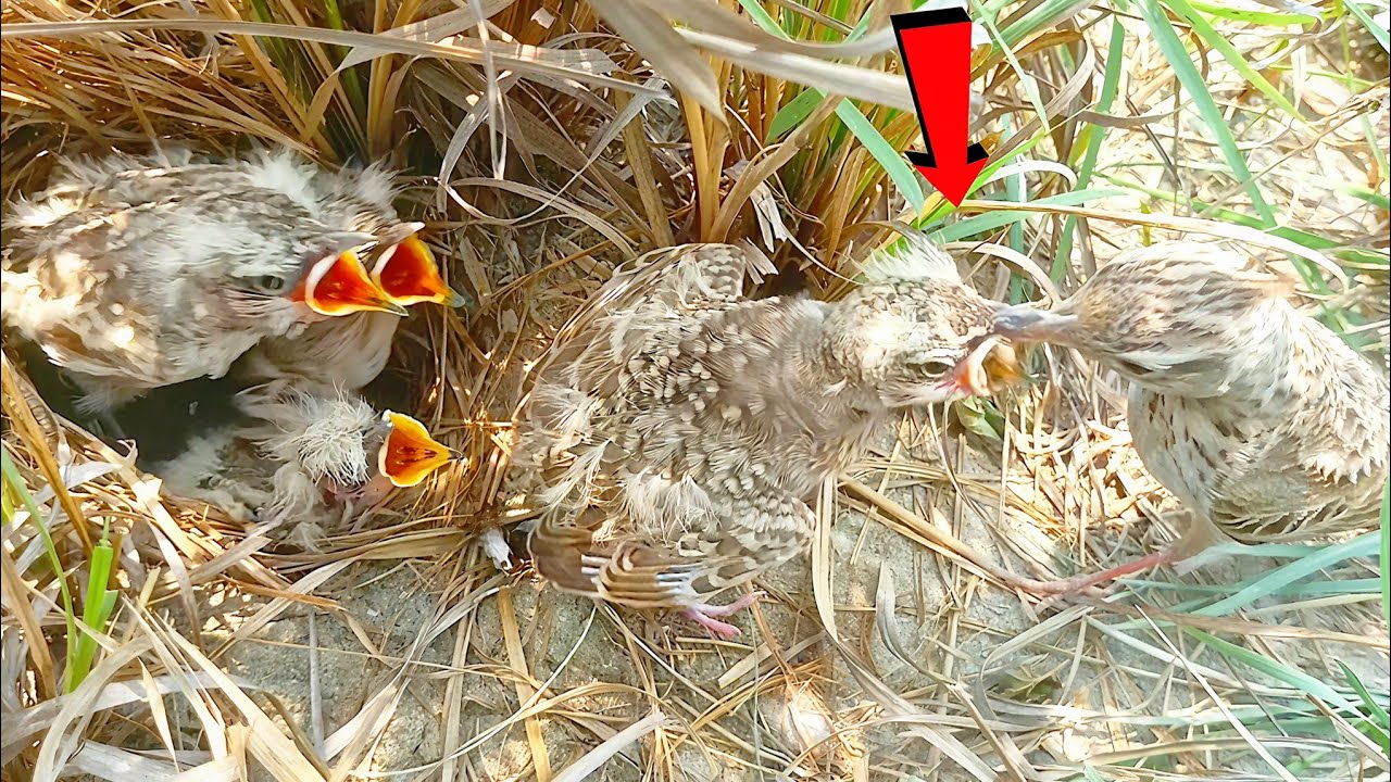 Emotional Feeding Moment Outside the Nest Baby Bird Too Hungry—Jumps Out of Nest @Birdsbabies7786 