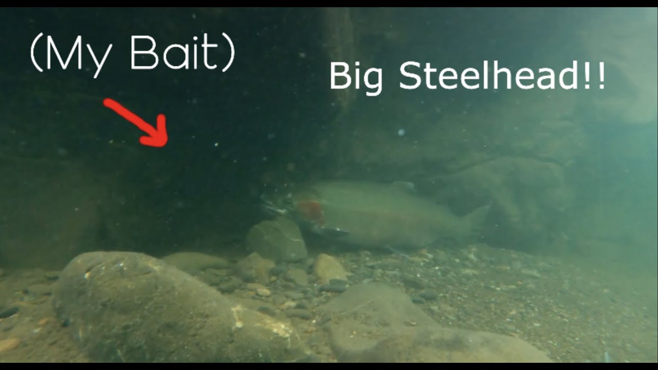 Clear Water Fishing for MASSIVE Steelhead!!